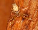Uloborus_barbipes_D7172_Z_92_Kidmans camp_Australie